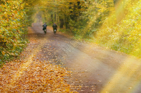 秋天树林里黄叶骑自行车的人大气的秋天早晨图片