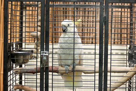 坐在笼子里的大白鹦鹉的画像动物园笼子里美图片
