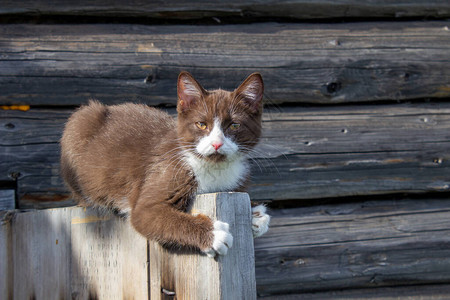 一只棕色的小猫正坐在街上一栋木屋的木门上图片