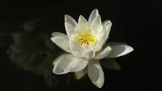 白睡莲在黑水中游泳纯净明亮洁白的水花云倒映在黑暗的水中一朵花的特写图片