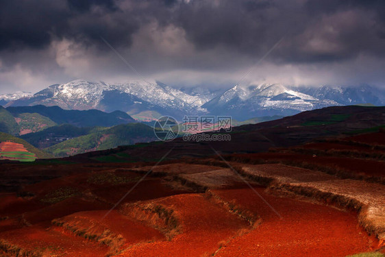 黄昏小麦梯田和雪山脉的景色令人惊叹图片