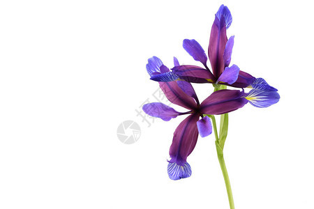 IrisGrraminea的紫花在白色背景上被隔离高分辨率照片图片