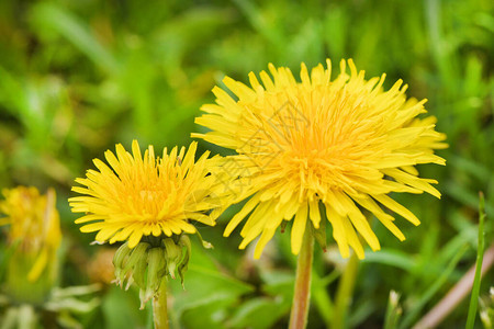 黄色蒲公英在绿色春天草甸背景的明亮的花蒲公英高分辨率照片图片