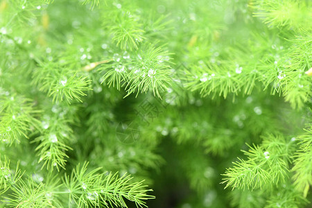 花园里的绿色植物芦笋brachyphullus露珠的矮芦笋宏观照片高分辨率照片选择图片