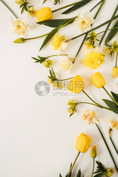 黄色自恋和白色背景的郁金香花平底顶端观赏图片
