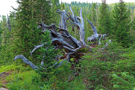 在人迹罕至的绿色西伯利亚针叶林之间图片