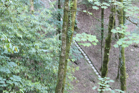 在森林中收集雨水的管道高清图片