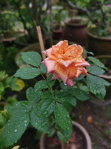 美丽的橙色蔷薇jacq花图片