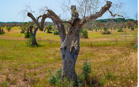 渗入的橄榄树Xylla图片
