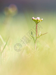 普通杜鹃花植物的嫩芽生长在潮湿的草原和淡水附近图片