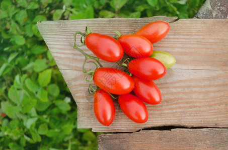 农场新鲜西红柿回到自然农业田间生图片