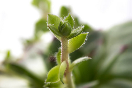 白底植物花盆里有Housele图片