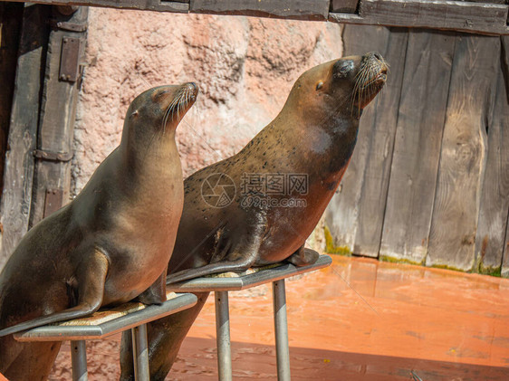 海狮正等着他们的站台他们即将在西班牙坎塔布里亚的卡巴尔塞诺自然公园表演一些图片
