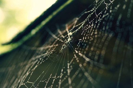 蜘蛛网上雨后的水滴背景图片