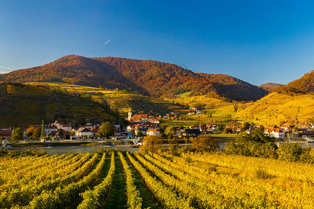 奥地利瓦乔州Wachau地区秋葡萄园背景图片