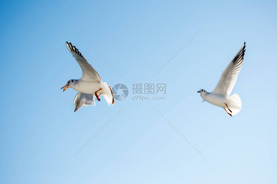 天空背景中飞翔的一对海鸥图片