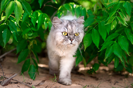 美丽的灰色百西人小猫绿眼睛走在外面图片