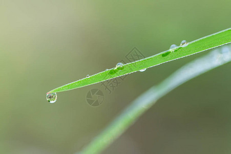 草上的宏观背景水滴图片