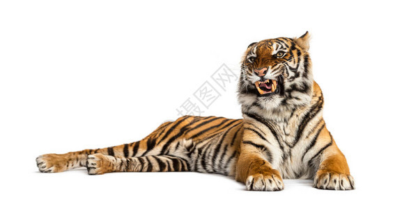 躺着老虎露出牙齿被白色隔离图片