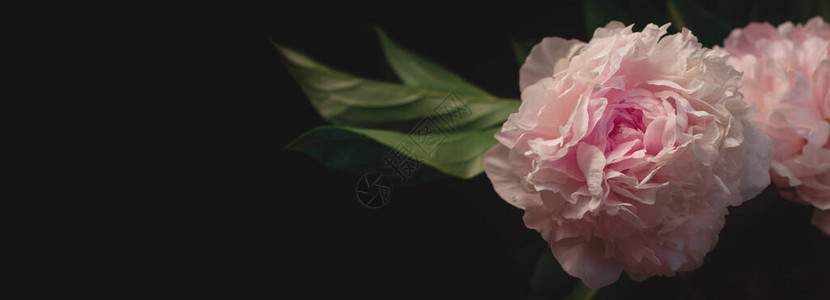 黑色背景网站横幅标题上的粉红色牡丹花美丽的植物花卉设计创意极简主义黑暗和喜怒无常的风格白色开花的芍药植物图片