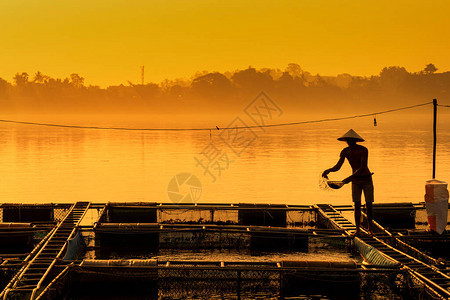 渔民在湄公河的一个商业农场喂鱼图片