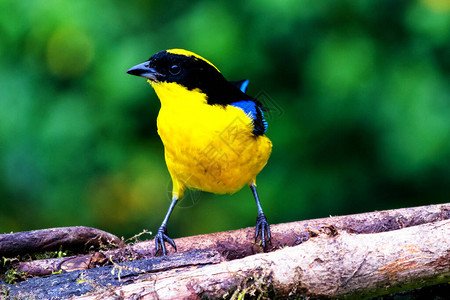 黄色黑色和蓝色的鸟图片
