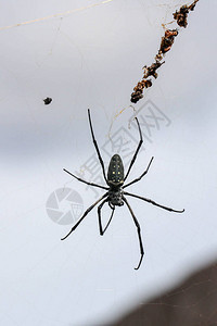 网络上的毒蜘蛛图片