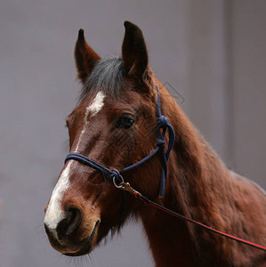 棕色的年轻鞍马等待骑手骑马厅中一匹年轻美背景图片