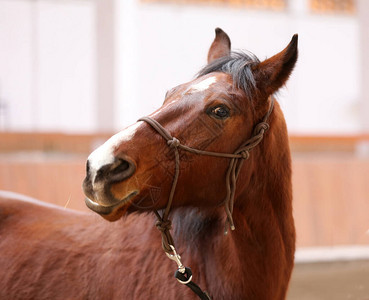 棕色的年轻鞍马等待骑手骑马厅中一匹年轻美背景图片
