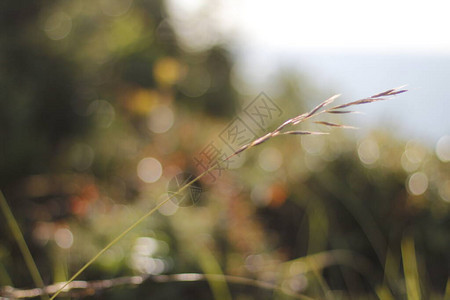 城市公园的植被图片