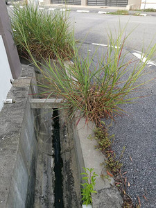 沥青路边沿沥青路边生长的野生图片