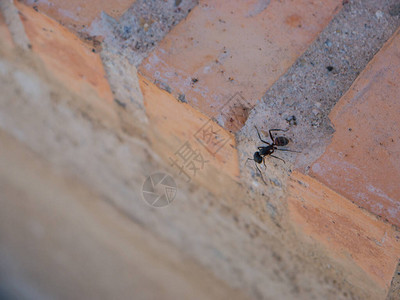蚂蚁低头看着地板上的砖台阶图片