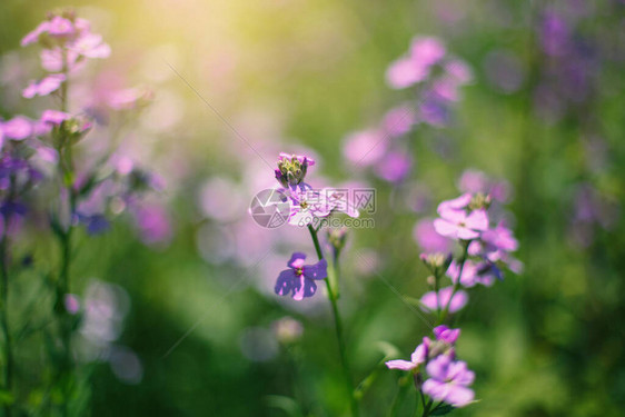 美丽的紫罗兰色贵妇人在褪色的模糊背景上发射夏季丁香或Hesperismatronalis花神奇的有机花卉自然主题背景惊人图片