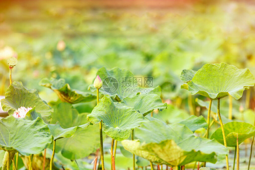 ThungBuaLuang是莲花朵图片