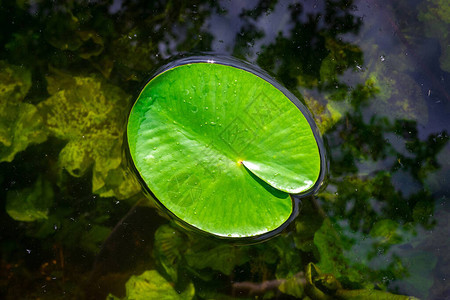 树叶纹理绿色莲花新鲜植物图片