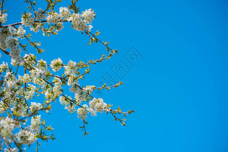 春天樱花树近景图片