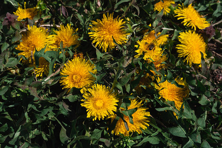 蒲公英的黄色领域草地上开满了黄色的野花一只蜜蜂坐在蒲公图片