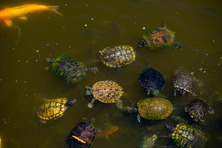 乌龟在池塘里的照片图片