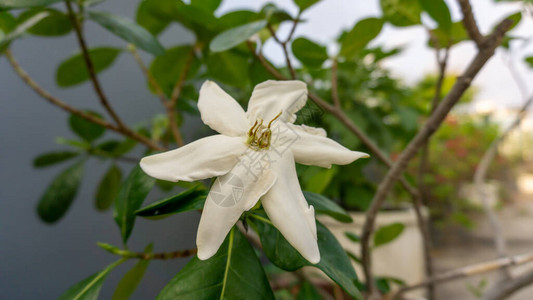 绿叶背景上盛开的美丽白花瓣茉莉花灌木树的枝条图片