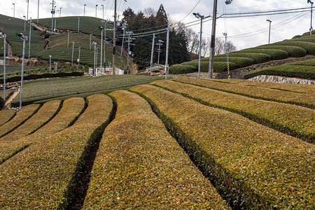 日本京都省Wazuka镇绿Uji茶种植园的Ishi图片