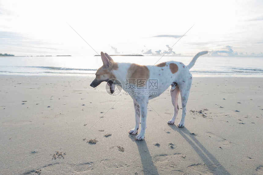 早上在海边的海滩上走着狗Y图片