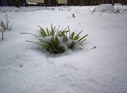 莫斯科雪下的绿草图片