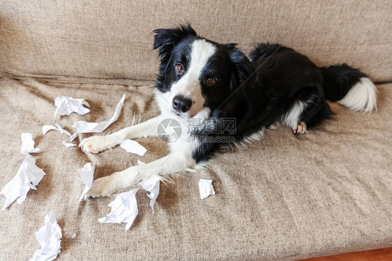 顽皮的小狗边境牧羊犬恶作剧咬躺在家里沙发上的卫生纸有罪的狗和被毁的客厅用可笑的内疚表情损坏凌图片