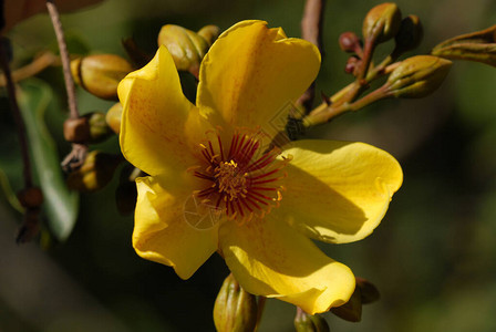 本地Kapok树木的明亮黄花Cochlospermum图片