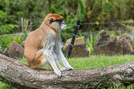 动物园的帕塔斯猴子Erythrocebus图片