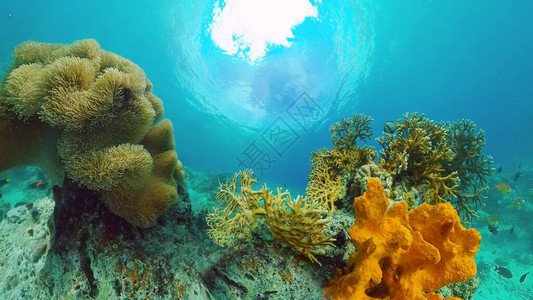 美丽的水下景观与热带鱼和珊瑚生命珊瑚礁菲律宾薄荷岛图片