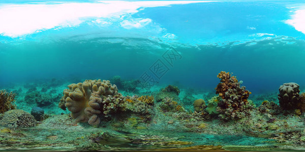 珊瑚礁和热带鱼类菲律宾水下世界VR360图片