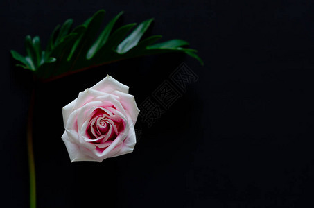 粉红玫瑰绿色Xanadu叶孤图片