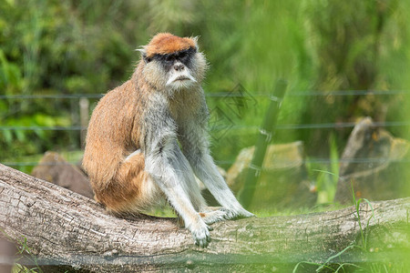 动物园的帕塔斯猴子Erythrocebus图片