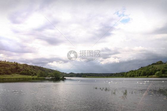 风景是美丽的河流和山脊上的天鹅图片